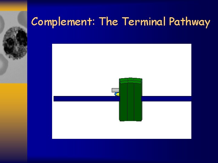 Complement: The Terminal Pathway 