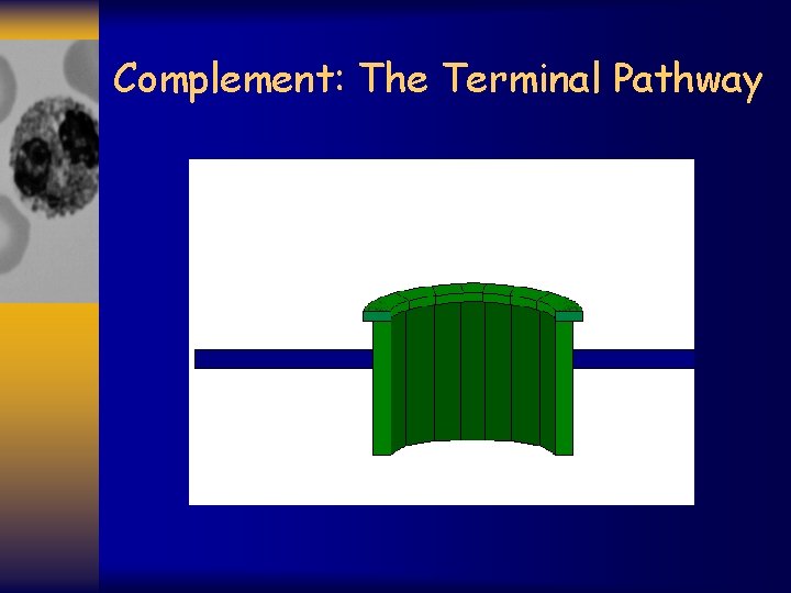 Complement: The Terminal Pathway 