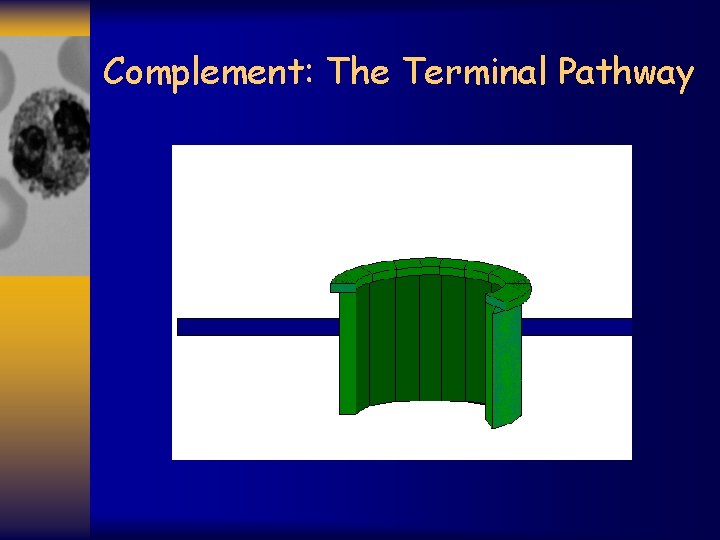 Complement: The Terminal Pathway 
