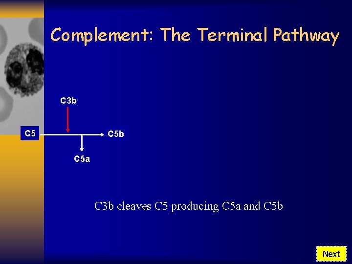 Complement: The Terminal Pathway C 3 b C 5 b C 5 a C