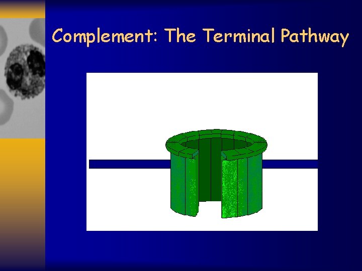 Complement: The Terminal Pathway 