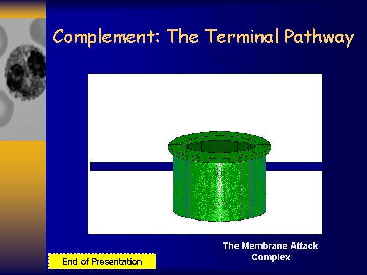 Complement: The Terminal Pathway End of Presentation The Membrane Attack Complex 