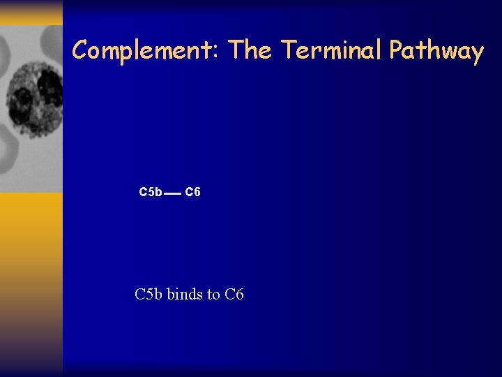 Complement: The Terminal Pathway C 5 b C 6 C 5 b binds to