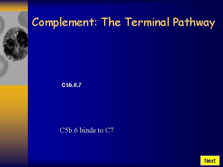 Complement: The Terminal Pathway C 5 b. 6. 7 C 5 b. 6 binds