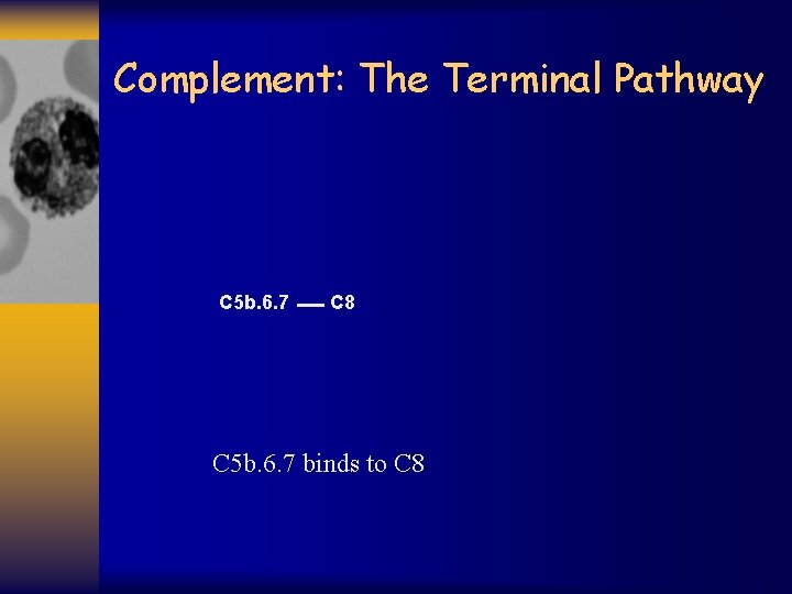 Complement: The Terminal Pathway C 5 b. 6. 7 C 8 C 5 b.
