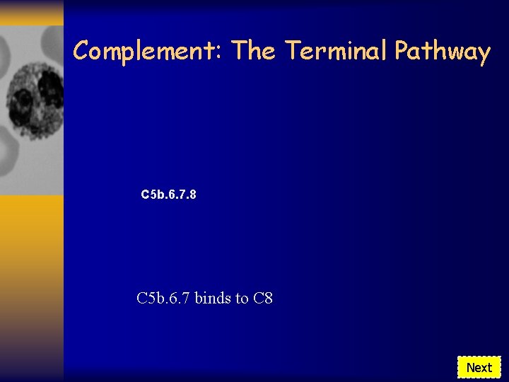 Complement: The Terminal Pathway C 5 b. 6. 7. 8 C 5 b. 6.