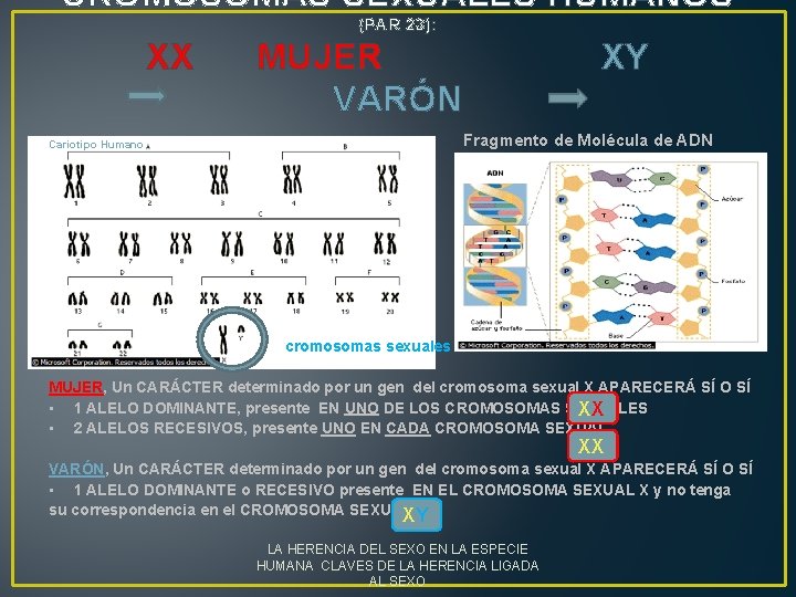 CROMOSOMAS SEXUALES HUMANOS (PAR 23): XX MUJER XY VARÓN Fragmento de Molécula de ADN