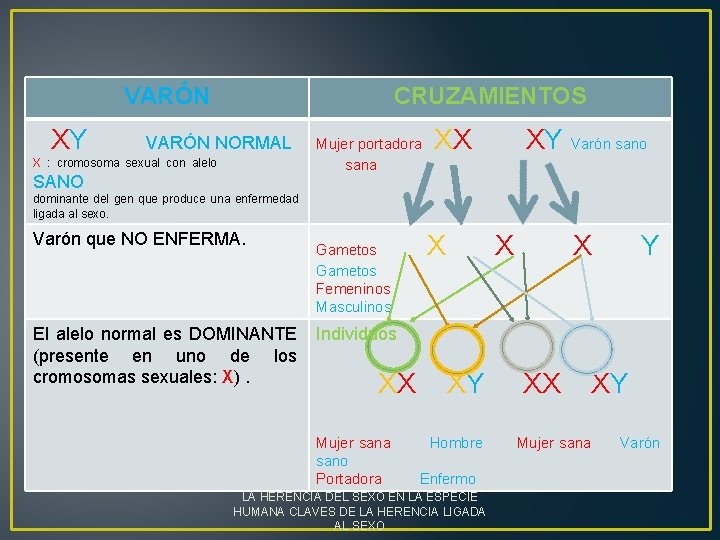  VARÓN CRUZAMIENTOS XY VARÓN NORMAL X : cromosoma sexual con alelo SANO. Mujer