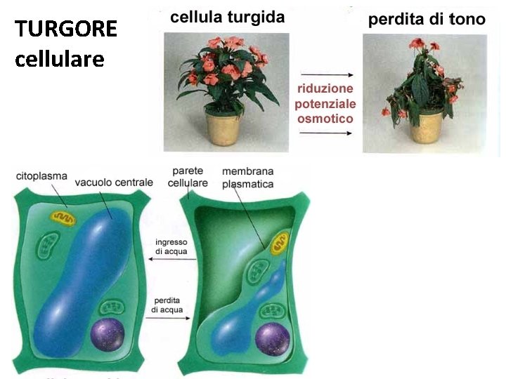 TURGORE cellulare TURGORE cellulare