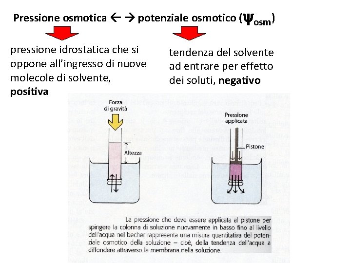 Pressione osmotica potenziale osmotico ( osm) pressione idrostatica che si oppone all’ingresso di nuove