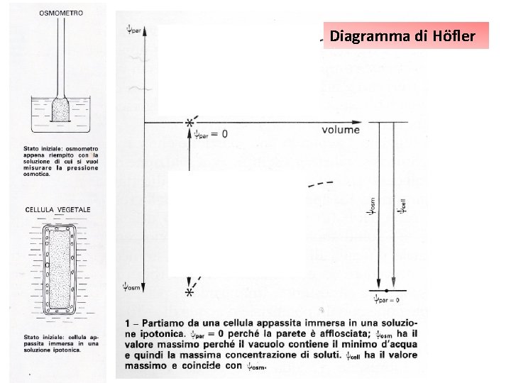 Diagramma di Höfler 