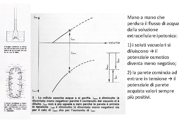 Mano a mano che perdura il flusso di acqua dalla soluzione extracellulare ipotonica: 1) Mano a mano che perdura il flusso di acqua dalla soluzione extracellulare ipotonica: 1)