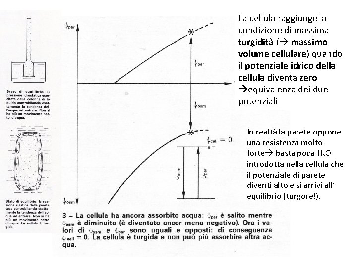 La cellula raggiunge la condizione di massima turgidità ( massimo volume cellulare) quando il