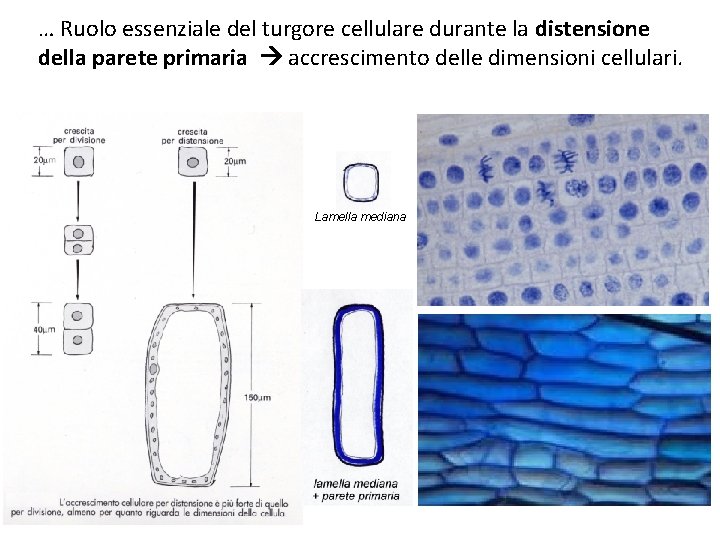 … Ruolo essenziale del turgore cellulare durante la distensione della parete primaria accrescimento delle … Ruolo essenziale del turgore cellulare durante la distensione della parete primaria accrescimento delle