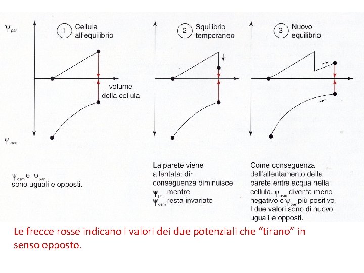 Le frecce rosse indicano i valori dei due potenziali che “tirano” in senso opposto.