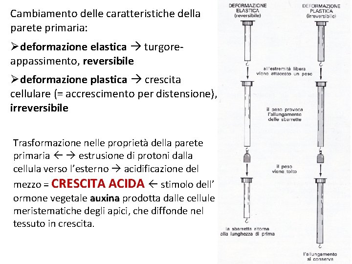 Cambiamento delle caratteristiche della parete primaria: Ødeformazione elastica turgoreappassimento, reversibile Ødeformazione plastica crescita cellulare