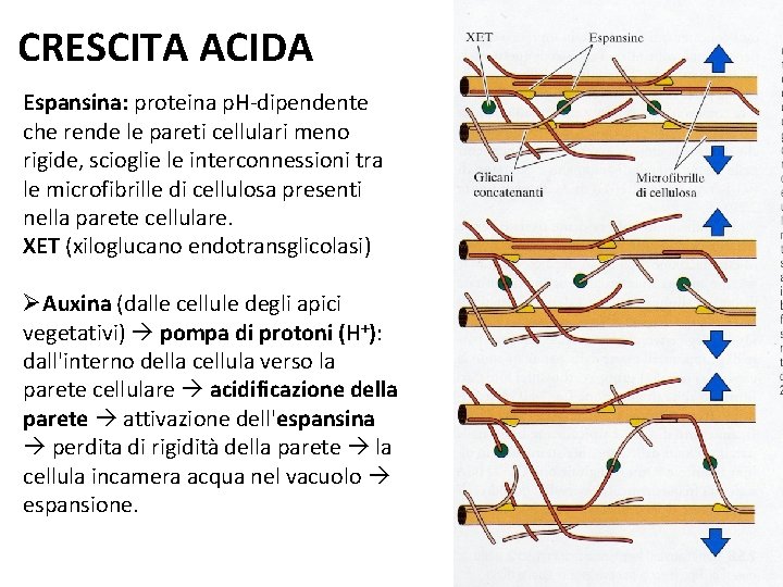 CRESCITA ACIDA Espansina: proteina p. H-dipendente che rende le pareti cellulari meno rigide, scioglie CRESCITA ACIDA Espansina: proteina p. H-dipendente che rende le pareti cellulari meno rigide, scioglie