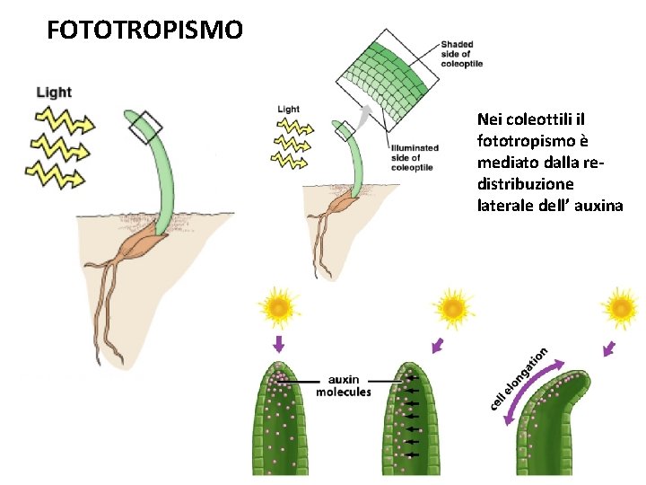 FOTOTROPISMO Nei coleottili il fototropismo è mediato dalla redistribuzione laterale dell’ auxina 