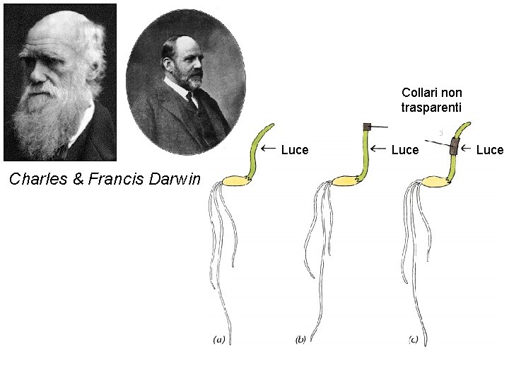 Collari non trasparenti Luce Charles & Francis Darwin Luce 