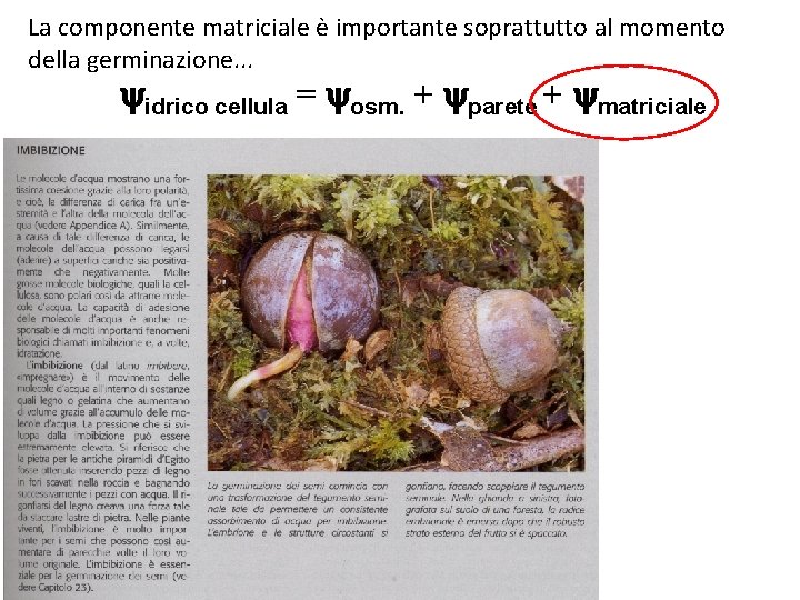 La componente matriciale è importante soprattutto al momento della germinazione. . . idrico cellula La componente matriciale è importante soprattutto al momento della germinazione. . . idrico cellula