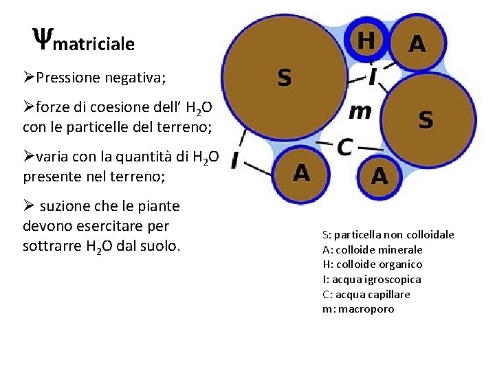  matriciale ØPressione negativa; Øforze di coesione dell’ H 2 O con le particelle