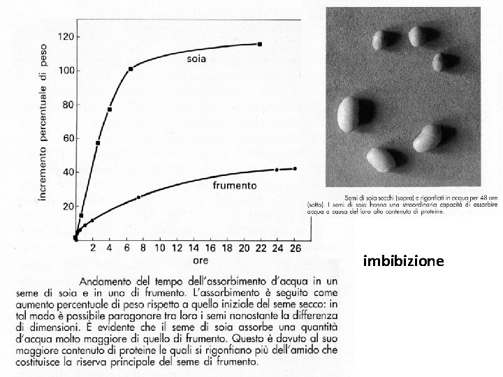 imbibizione 