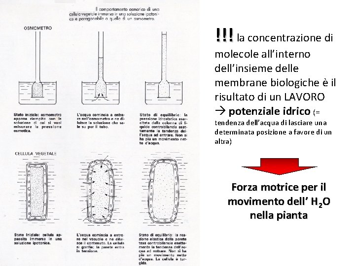 !!! la concentrazione di molecole all’interno dell’insieme delle membrane biologiche è il risultato di !!! la concentrazione di molecole all’interno dell’insieme delle membrane biologiche è il risultato di