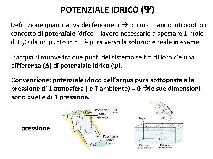 POTENZIALE IDRICO ( ) Definizione quantitativa dei fenomeni i chimici hanno introdotto il concetto POTENZIALE IDRICO ( ) Definizione quantitativa dei fenomeni i chimici hanno introdotto il concetto
