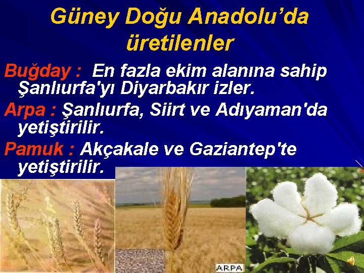 Güney Doğu Anadolu’da üretilenler Buğday : En fazla ekim alanına sahip Şanlıurfa'yı Diyarbakır izler.