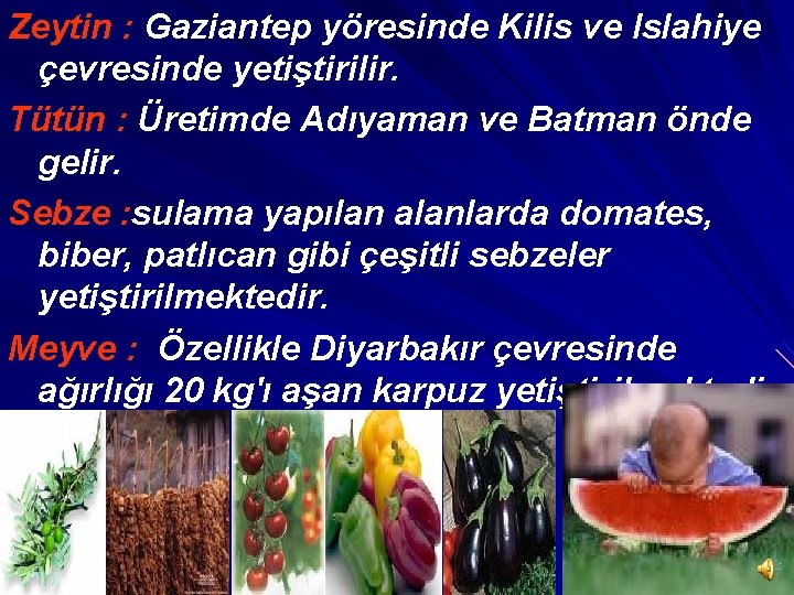 Zeytin : Gaziantep yöresinde Kilis ve Islahiye çevresinde yetiştirilir. Tütün : Üretimde Adıyaman ve