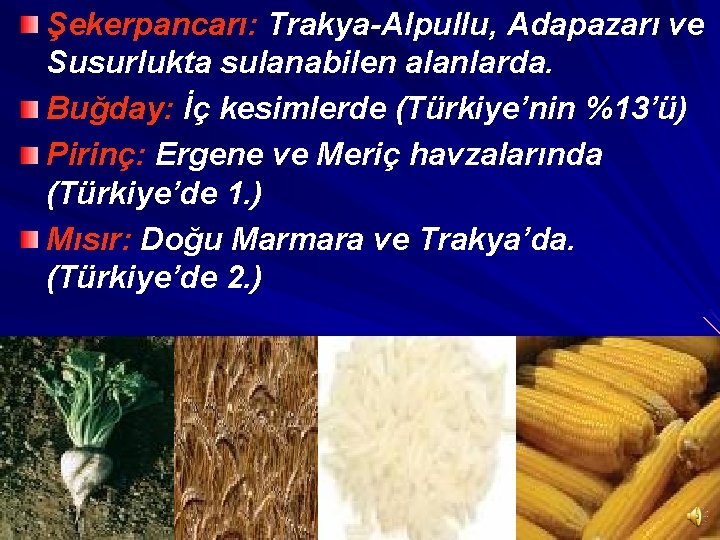 Şekerpancarı: Trakya-Alpullu, Adapazarı ve Susurlukta sulanabilen alanlarda. Buğday: İç kesimlerde (Türkiye’nin %13’ü) Pirinç: Ergene