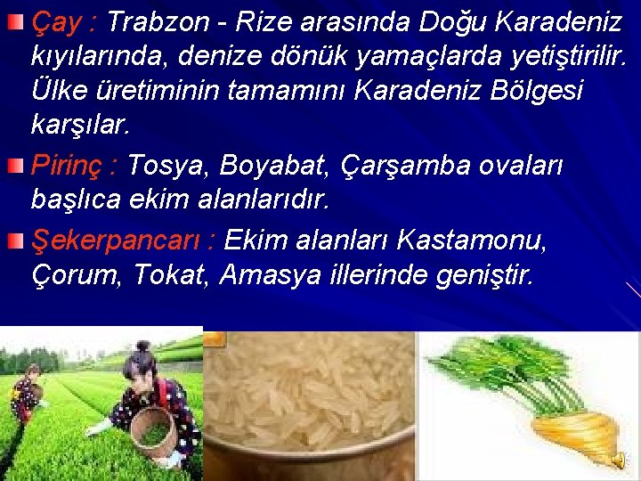 Çay : Trabzon - Rize arasında Doğu Karadeniz kıyılarında, denize dönük yamaçlarda yetiştirilir. Ülke