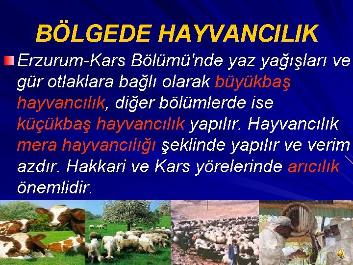 BÖLGEDE HAYVANCILIK Erzurum-Kars Bölümü'nde yaz yağışları ve gür otlaklara bağlı olarak büyükbaş hayvancılık, diğer
