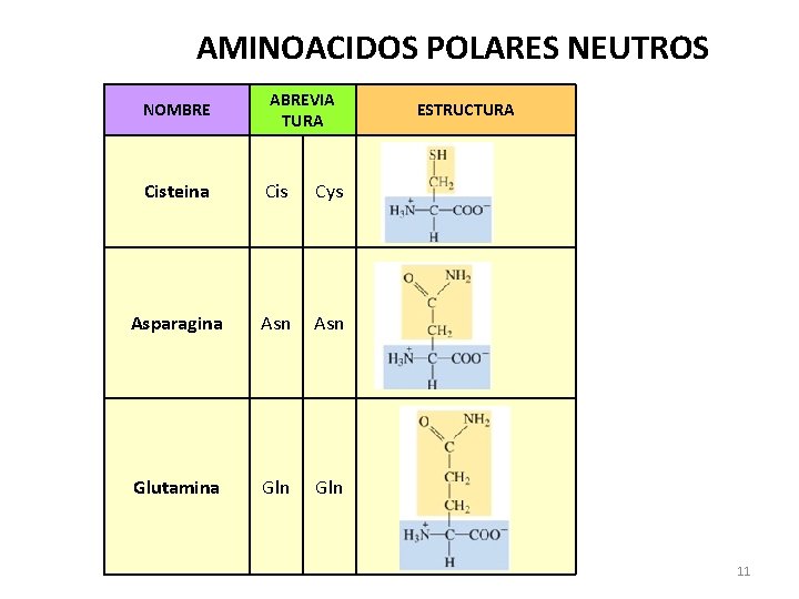 AMINOACIDOS POLARES NEUTROS NOMBRE ABREVIA TURA Cisteina Cis Cys Asparagina Asn Glutamina Gln ESTRUCTURA