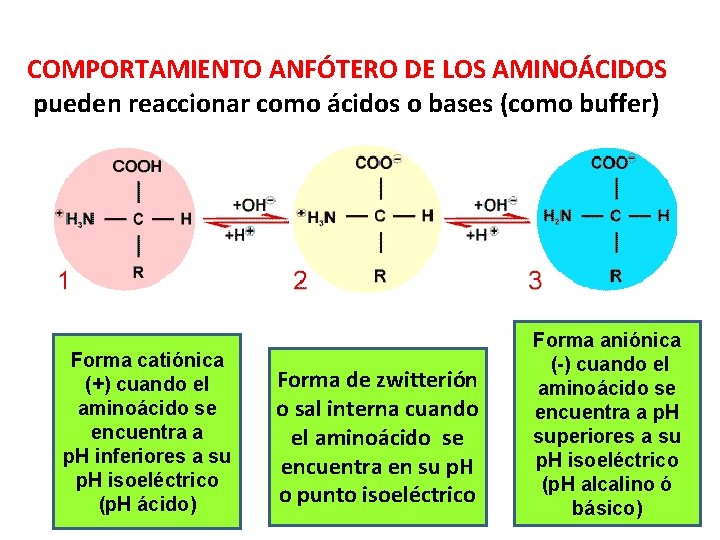 COMPORTAMIENTO ANFÓTERO DE LOS AMINOÁCIDOS pueden reaccionar como ácidos o bases (como buffer) Forma