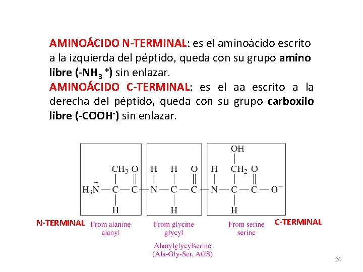 AMINOÁCIDO N-TERMINAL: es el aminoácido escrito a la izquierda del péptido, queda con su