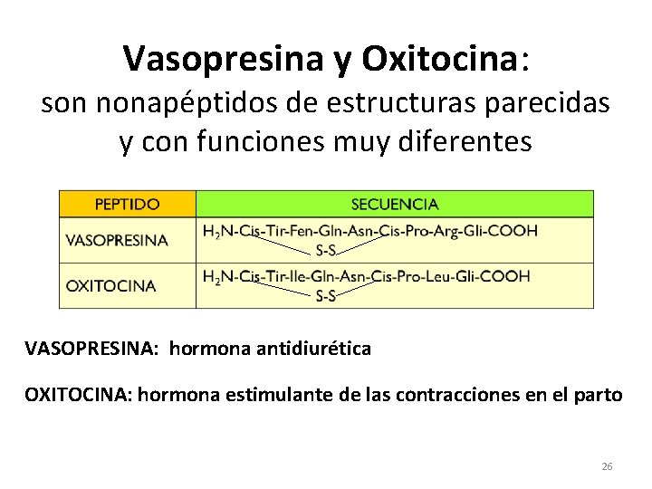 Vasopresina y Oxitocina: son nonapéptidos de estructuras parecidas y con funciones muy diferentes VASOPRESINA: