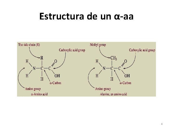 Estructura de un α-aa 4 