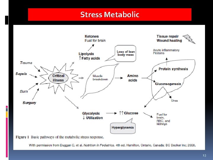 Stress Metabolic 13 