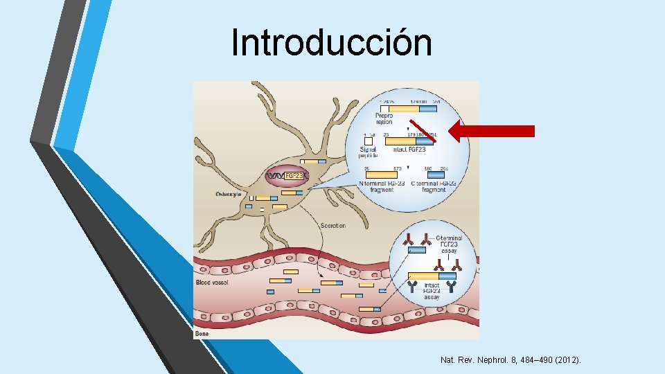 Introducción Nat. Rev. Nephrol. 8, 484– 490 (2012). 