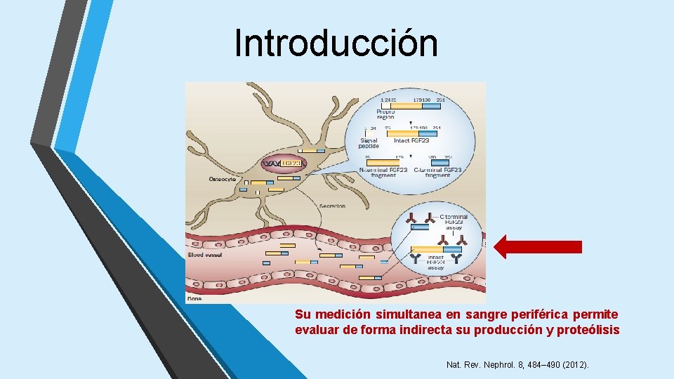 Introducción Su medición simultanea en sangre periférica permite evaluar de forma indirecta su producción