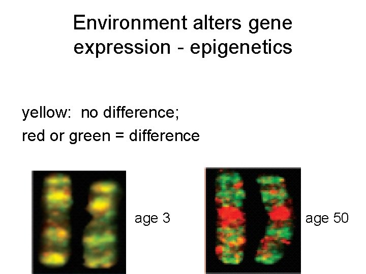 Environment alters gene expression - epigenetics yellow: no difference; red or green = difference