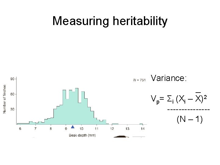 Measuring heritability Variance: _ Vp= Σi (Xi – X)2 ------- (N – 1) 