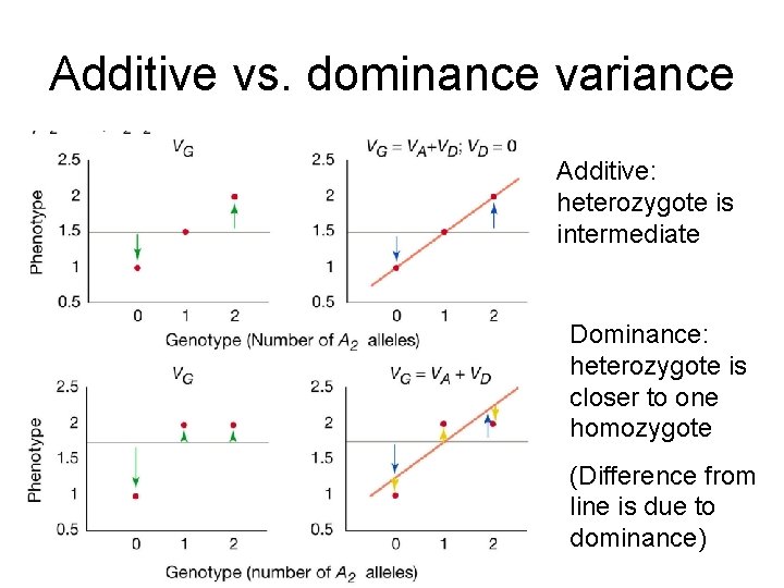 Additive vs. dominance variance Additive: heterozygote is intermediate Dominance: heterozygote is closer to one