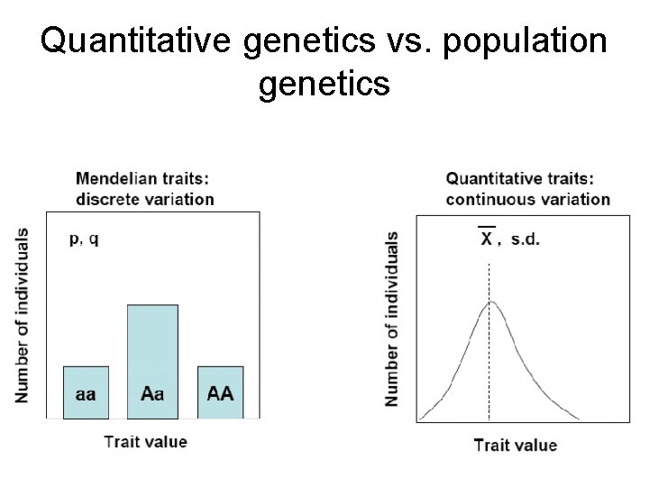 Quantitative genetics vs. population genetics 