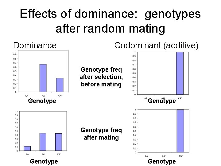 Effects of dominance: genotypes after random mating Dominance Codominant (additive) Genotype freq after selection,
