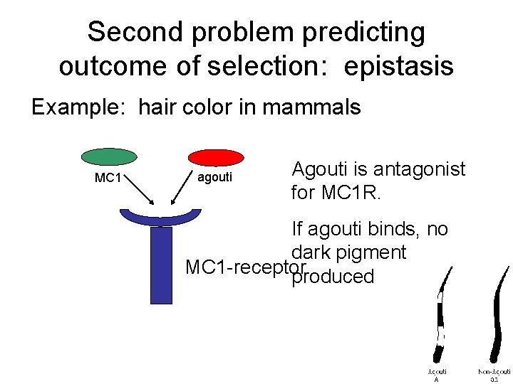 Second problem predicting outcome of selection: epistasis Example: hair color in mammals MC 1