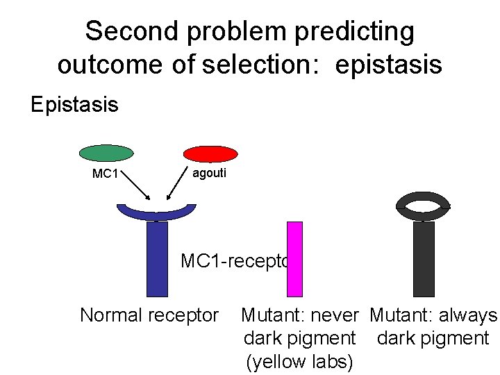 Second problem predicting outcome of selection: epistasis Epistasis MC 1 agouti MC 1 -receptor