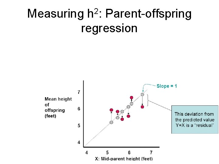 Measuring h 2: Parent-offspring regression 
