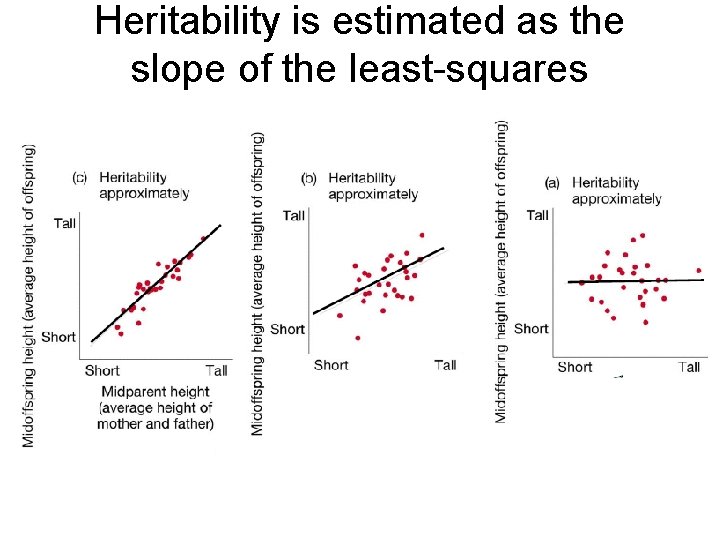 Heritability is estimated as the slope of the least-squares regression line 